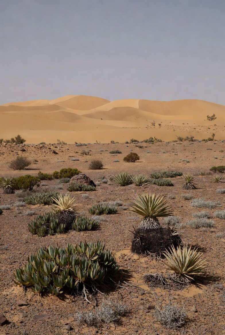 Plantes résistantes du désert marocain éparses sur les dunes de sable du Sahara, paysage aride typique